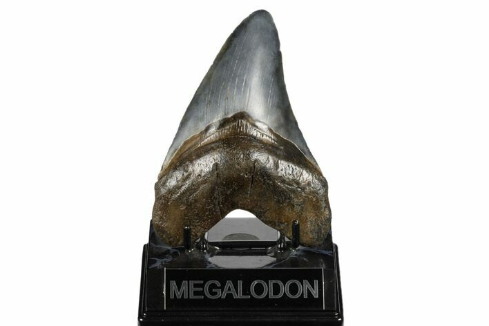 Fossil Megalodon Tooth - South Carolina #180944